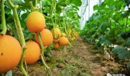 邯郸肥乡新瓜最新爆料,揭秘肥乡特色瓜果新风尚